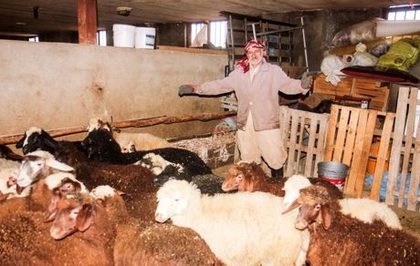 بیماری انگلی، ۱۰ راس گوسفند را در درگز تلف کرد