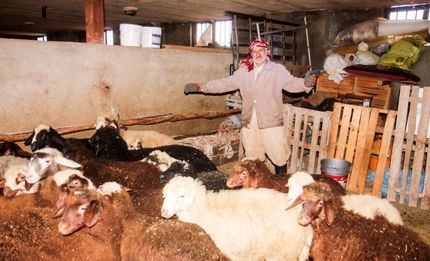 بیماری انگلی، ۱۰ راس گوسفند را در درگز تلف کرد