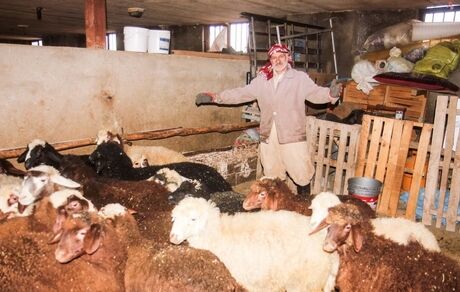 بیماری انگلی، ۱۰ راس گوسفند را در درگز تلف کرد