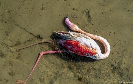 آمار پرندگان تلف شده در میانکاله