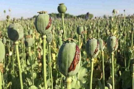 شناسایی و معدوم سازی سه مزرعه بزرگ کشت خشخاش در شهرستان حمیدیه