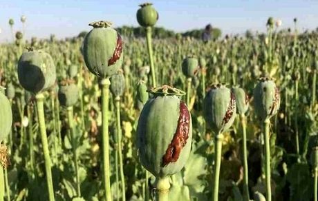 شناسایی و معدوم سازی سه مزرعه بزرگ کشت خشخاش در شهرستان حمیدیه