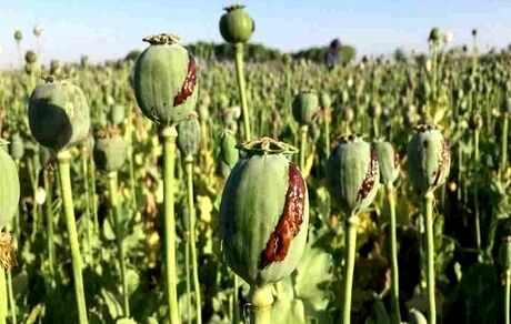شناسایی و معدوم سازی سه مزرعه بزرگ کشت خشخاش در شهرستان حمیدیه
