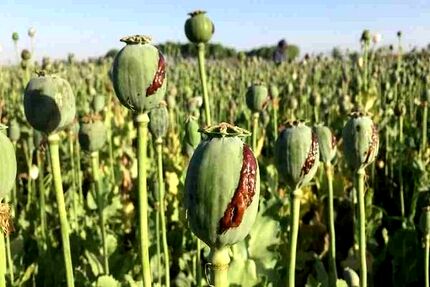 شناسایی و معدوم سازی سه مزرعه بزرگ کشت خشخاش در شهرستان حمیدیه