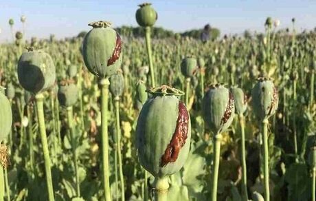 شناسایی و معدوم سازی سه مزرعه بزرگ کشت خشخاش در شهرستان حمیدیه
