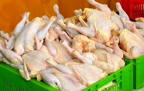 عرضه گوشت مرغ، ۲۷ درصد افزایش یافت