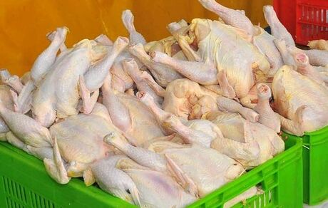 عرضه گوشت مرغ، ۲۷ درصد افزایش یافت