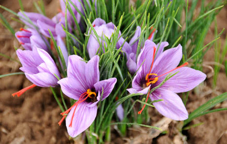 خرید حمایتی ۱۸ تن زعفران برای تنظیم بازار