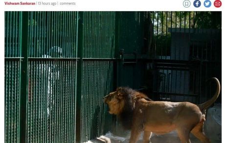 ابتلای ۸ شیر آسیایی به ویروس کرونا