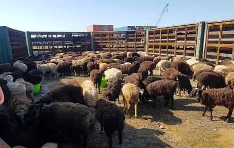 توضیحات دامپزشکی درباره دام‌های رهاشده در فرودگاه امام