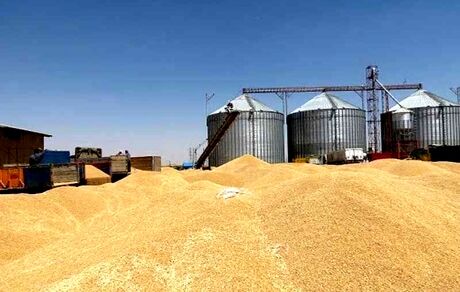 خریداری ۵۵۰ هزار تن گندم از گندمکاران استان فارس