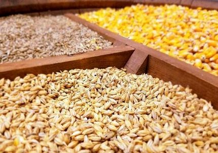 اختصاص ۷.۵ میلیون تن نهاده به کارخانه‌های دام و طیور
