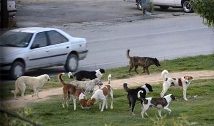 سگ‌های ولگرد، جان کودک ۳ ساله را گرفتند