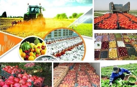 فائو: ایران سیزدهمین تولیدکننده بزرگ گندم و برنج جهان است