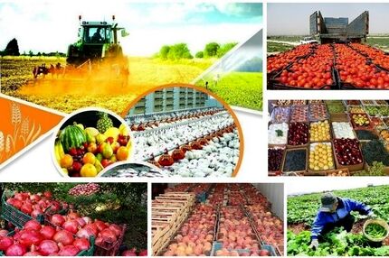 فائو: ایران سیزدهمین تولیدکننده بزرگ گندم و برنج جهان است
