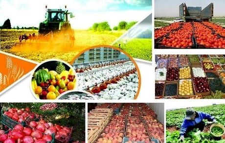 فائو: ایران سیزدهمین تولیدکننده بزرگ گندم و برنج جهان است