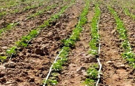 کشت آفتابگردان جایگزین ذرت علوفه‌ای در بمپور شد