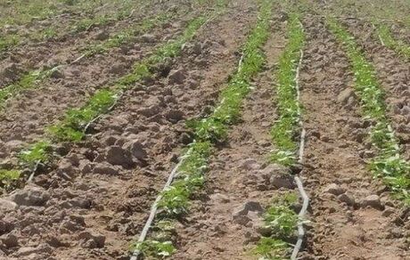 کشت آفتابگردان جایگزین ذرت علوفه‌ای در بمپور شد