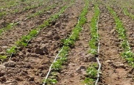 کشت آفتابگردان جایگزین ذرت علوفه‌ای در بمپور شد