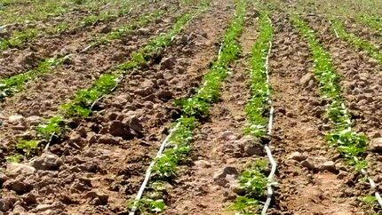 کشت آفتابگردان جایگزین ذرت علوفه‌ای در بمپور شد