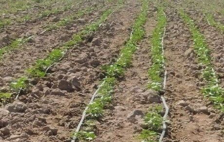 کشت آفتابگردان جایگزین ذرت علوفه‌ای در بمپور شد