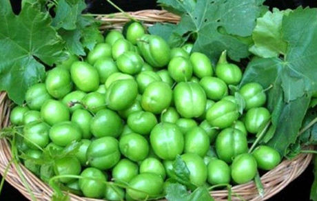 همه آلوچه برداشتی در گرمسار صادراتی است