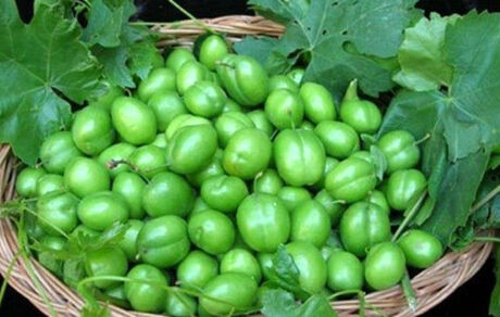 همه آلوچه برداشتی در گرمسار صادراتی است