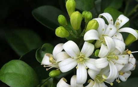 دهمین دوره جشنواره بهارنارنج در کومله برگزار می‌شود