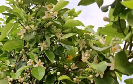 جشنواره بهارنارنج و آلوچه دونه‌سری در شهرستان بابل برگزار می‌شود
