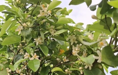 جشنواره بهارنارنج و آلوچه دونه‌سری در شهرستان بابل برگزار می‌شود