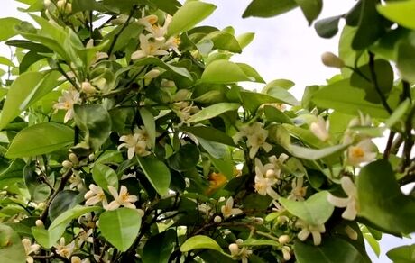 جشنواره بهارنارنج و آلوچه دونه‌سری در شهرستان بابل برگزار می‌شود