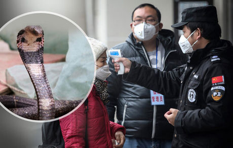 دو گونه مار، منشاء احتمالی کروناویروس چینی