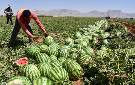 مصرف کمتر آب در تولید هندوانه نسبت به سایر محصولات کشاورزی