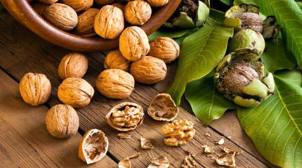 جشنواره گردو در بانه برگزار می‌شود