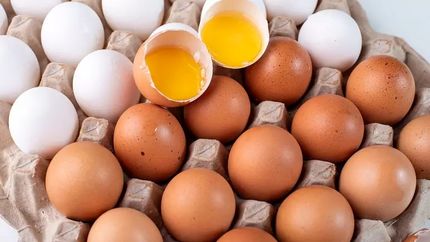 ساخت آنتی بادی ویروس کرونا با استفاده از تخم مرغ