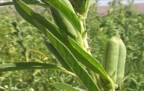۸۵۰ تن دانه روغنی کنجد در قیروکارزین برداشت شد