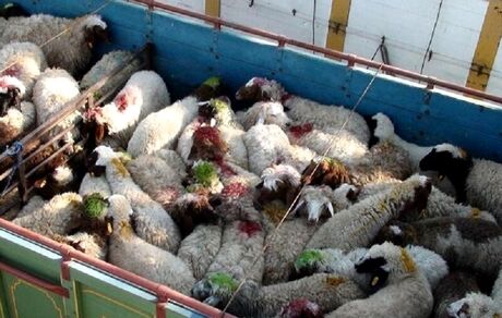 سرقت ۲۳۱ راس گوسفند توسط باند چهار نفره