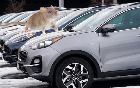 موشها، مشکل جدید خودروهای الکتریکی در اروپا