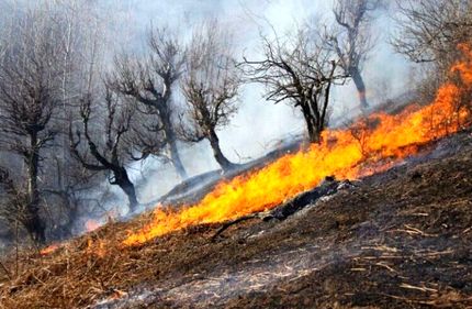 ۱۰۵ هکتار از جنگل‌های گیلان سوخت