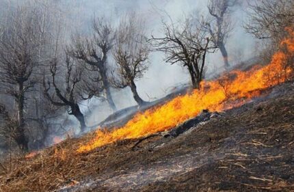 ۱۰۵ هکتار از جنگل‌های گیلان سوخت