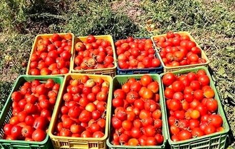 یک مقام مسئول، ممنوعیت صادرات گوجه فرنگی را تکذیب کرد