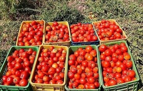 یک مقام مسئول، ممنوعیت صادرات گوجه فرنگی را تکذیب کرد