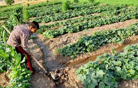 معاون وزیر جهادکشاورزی: تاخیری در ابلاغ الگوی کشت نداشتیم/ رونمایی هفته آینده