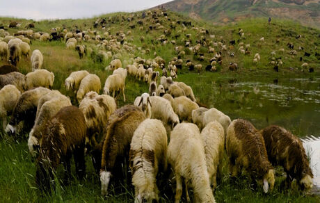 صادرات دام مازاد عشایر ۲ ماه دیگر آغاز می شود