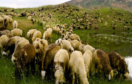 صادرات دام مازاد عشایر ۲ ماه دیگر آغاز می شود