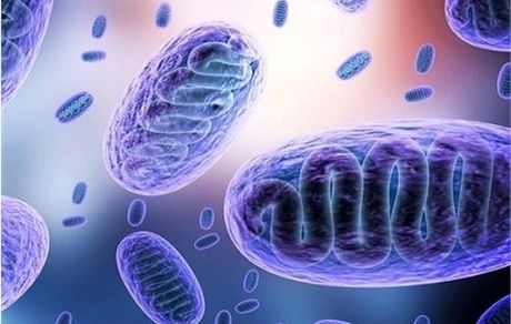 توضیح وزارت بهداشت درباره بیماری "قارچ سیاه" و افراد در معرض خطر آن