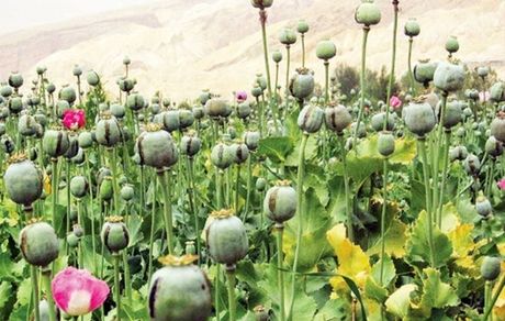 کشف مزرعه ۲۰ هزار بوته‌ای خشخاش در دزفول