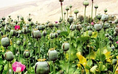 کشف مزرعه ۲۰ هزار بوته‌ای خشخاش در دزفول