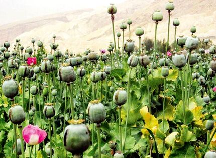 کشف مزرعه ۲۰ هزار بوته‌ای خشخاش در دزفول