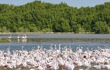 امارات با ۱۰۰ میلیون نهال، جنگل‌های حرّا را گسترش می‌دهد